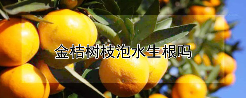 金桔树枝泡水生根吗（金桔树枝泡水生根吗）