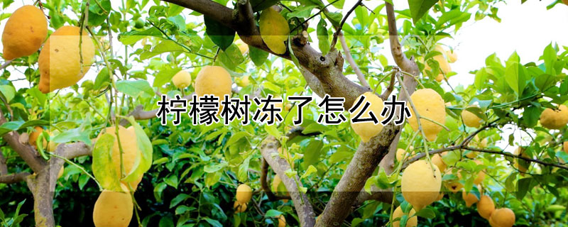 柠檬树冻了怎么办 柠檬树受冻后怎么办