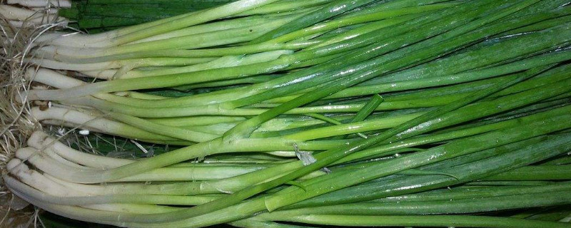 葱根怎么种植 葱根种植方法