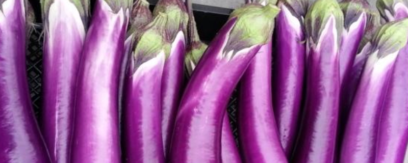 栽茄子怎么栽（栽茄子怎么栽法）