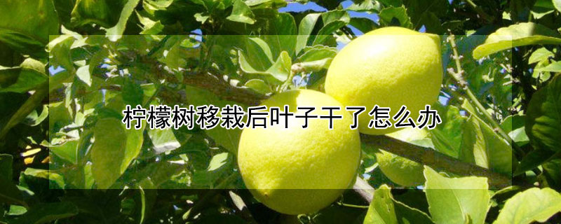 柠檬树移栽后叶子干了怎么办（柠檬树移栽后叶子干了怎么办啊）