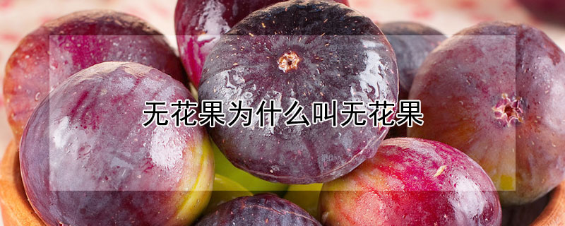 无花果为什么叫无花果（零食无花果为什么叫无花果）