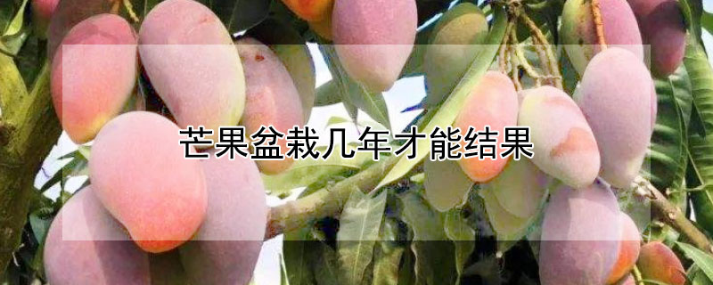 芒果盆栽几年才能结果（芒果盆栽几年才能结果子）