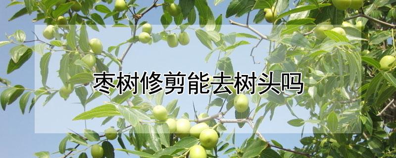 枣树修剪能去树头吗（怎样给老枣树修剪能去树头吗）