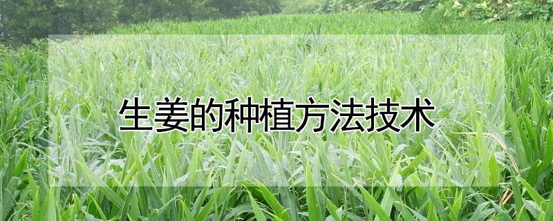 生姜的种植方法技术 生姜怎么种植技术