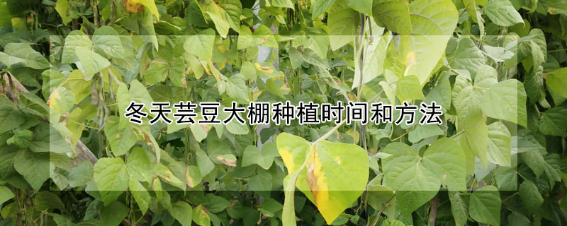 冬天芸豆大棚种植时间和方法（冬天芸豆大棚种植时间和方法图）