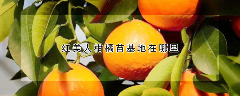 红美人柑橘苗基地在哪里（红美人柑橘采摘园）