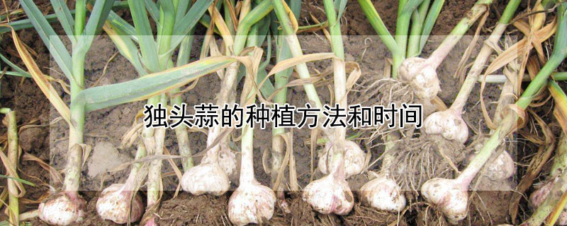 独头蒜的种植方法和时间 独头蒜的种植方法和时间视频