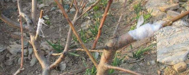 梨树的嫁接时间和技术（梨树嫁接时间与方法）