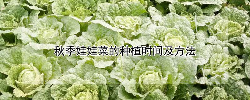 秋季娃娃菜的种植时间及方法 秋季娃娃菜的种植时间及方法视频