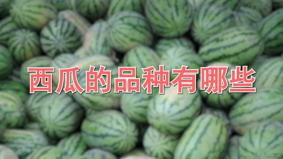 西瓜的品种有哪些（西瓜的品种有哪些?图片）