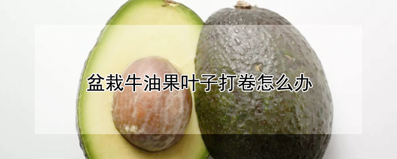 盆栽牛油果叶子打卷怎么办（水培牛油果叶子打卷怎么办）