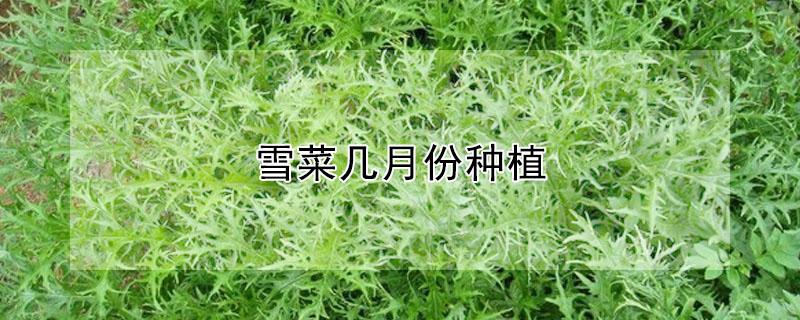 雪菜几月份种植（雪菜在哪里生长）