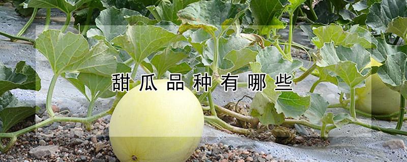 甜瓜品种有哪些 甜瓜品种有哪些种类