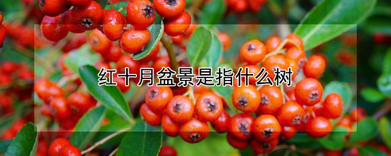 红十月盆景是指什么树（红十月海棠盆景是指什么树）