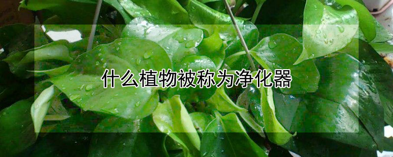 什么植物被称为净化器（被称为净化器的植物有哪些）