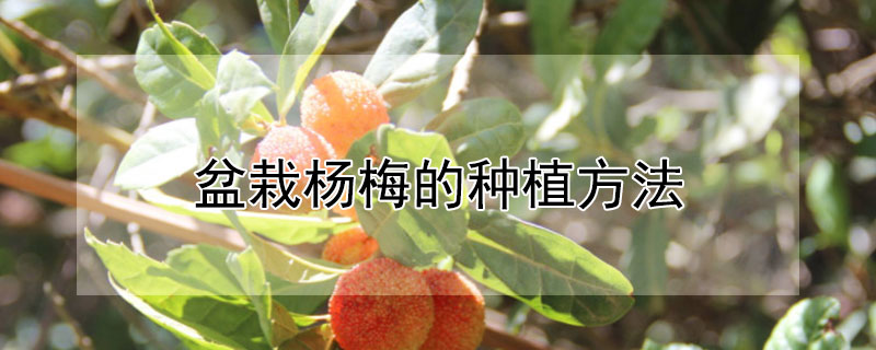 盆栽杨梅的种植方法 盆栽杨梅的种植方法视频