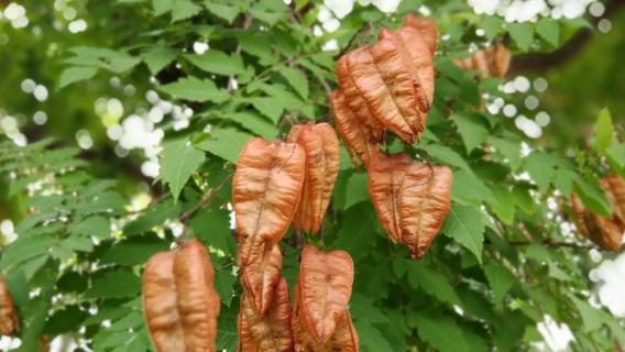 栾树是什么树（栾树是什么树,它的枝条头能吃菜吗）