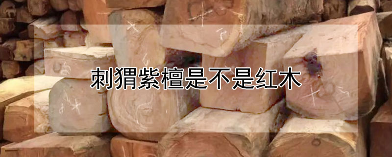 刺猬紫檀是不是红木（刺猬紫檀是不是红木里面的一种）