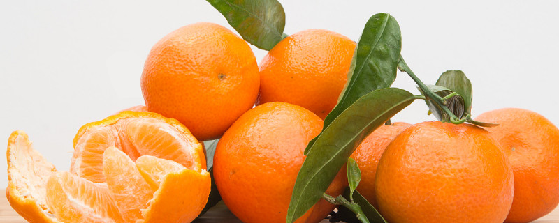 盆栽年桔的种植方法和管理（年桔种植技术）