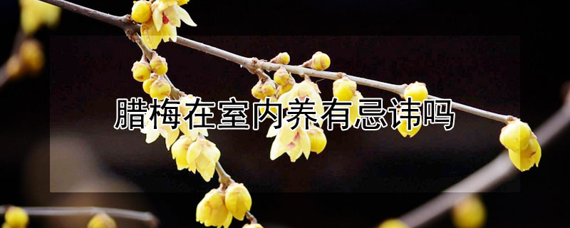 腊梅在室内养有忌讳吗 腊梅能不能养在室内