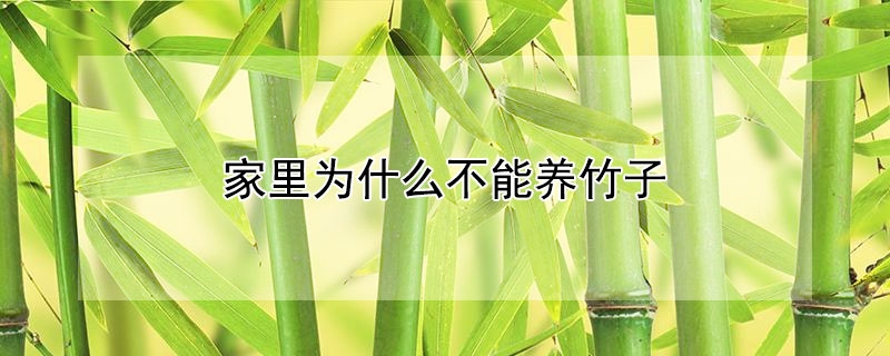 家里为什么不能养竹子 家里为什么不能养竹子植物