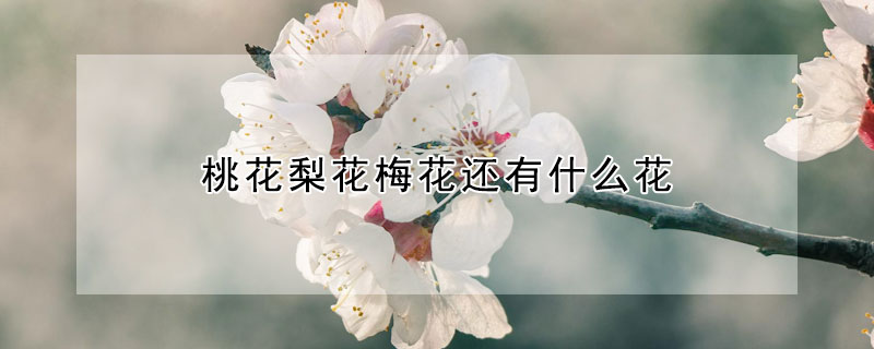 桃花梨花梅花还有什么花 梨花是梅花吗