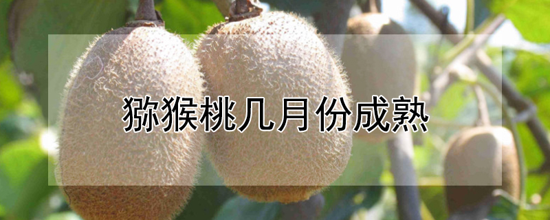 猕猴桃有红心的吗 猕猴桃有红心的吗能吃吗