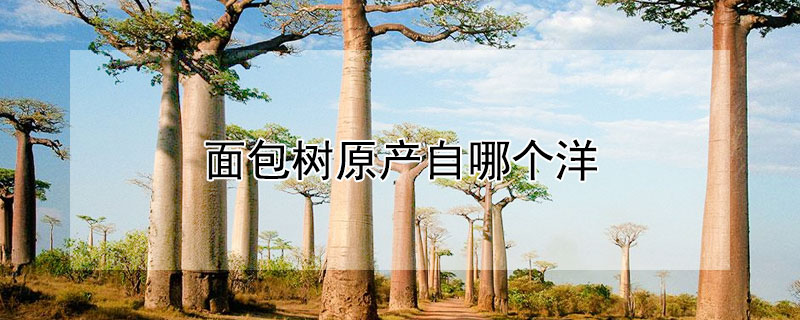 面包树原产自哪个洋（面包树原产自哪里）