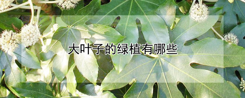 大叶子的绿植有哪些 大叶子的绿植有哪些图片