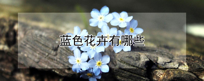 蓝色花卉有哪些（蓝色花卉有哪些名字）