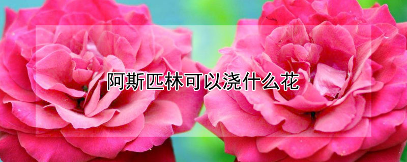 阿斯匹林可以浇什么花 阿斯匹林可以浇什么花卉