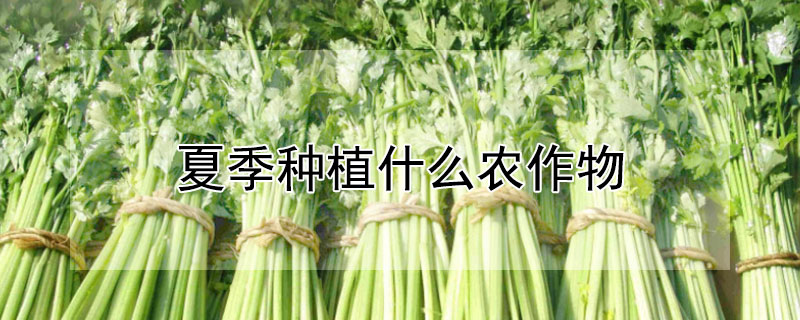 夏季种植什么农作物 夏季种植什么农作物好