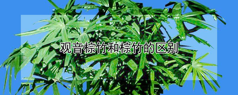 观音棕竹和棕竹的区别 观音棕竹和棕竹的区别图片