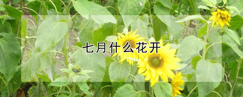 七月什么花开（七月什么花开的季节）
