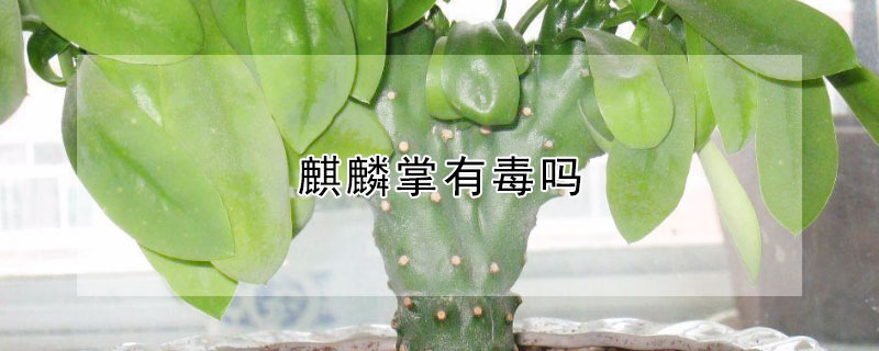麒麟掌有毒吗 麒麟掌有毒吗?