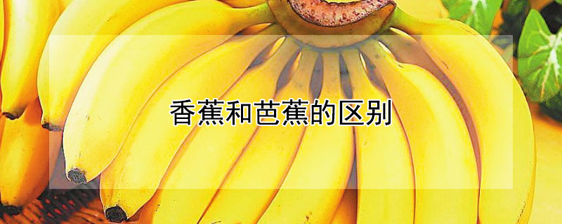 香蕉和芭蕉的区别（香蕉和芭蕉的区别在哪里）