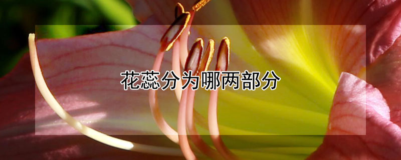 花蕊分为哪两部分（花蕊分为哪两部分组成）