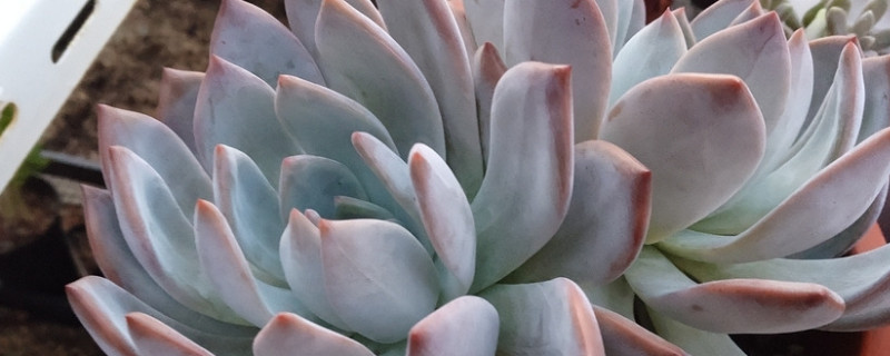 多肉换盆后叶子萎缩 多肉换盆后叶子萎缩怎么回事