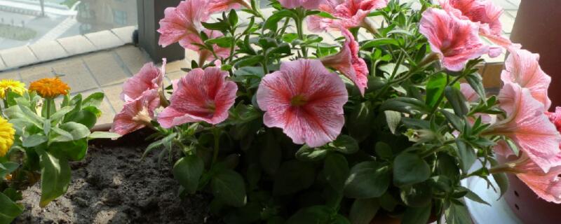 小木槿叶子有黄斑怎么办 木槿叶片有黄斑