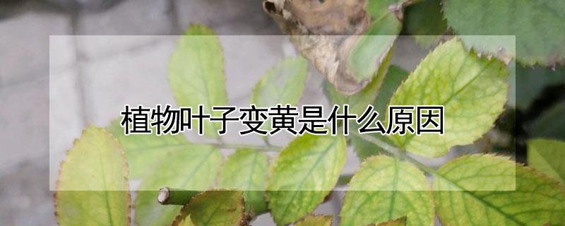 植物叶子变黄是什么原因（植物叶子变黄是什么原因引起的）