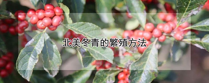 北美冬青的繁殖方法（北美冬青的繁殖方法视频）