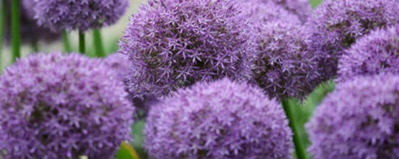 大花葱怎样分球分株 大花葱怎样分球分株的