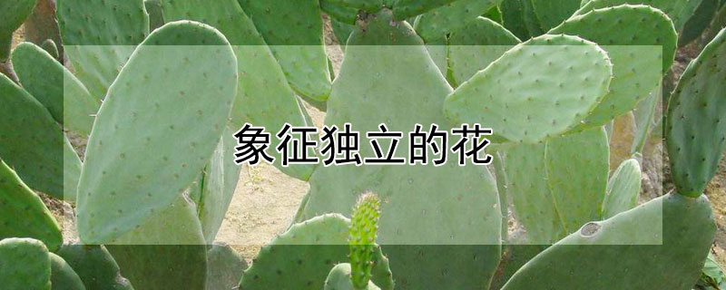 象征独立的花（象征独立的花是什么花）
