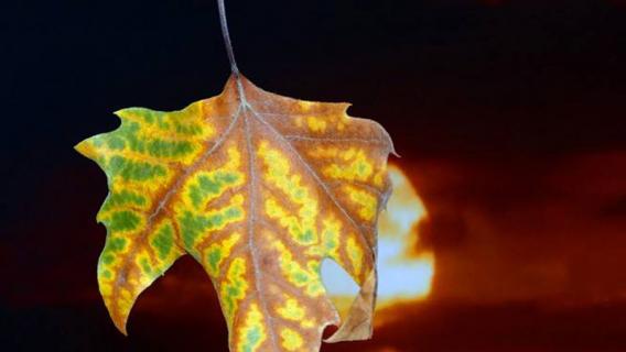 梧桐树的叶子像什么 枫树的叶子像什么