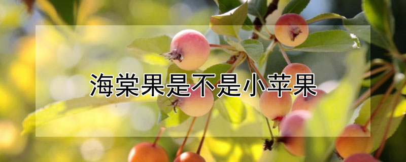海棠果是不是小苹果 海棠果和苹果有什么关系