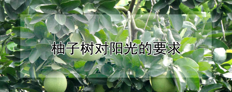 柚子树对阳光的要求 柚子树对阳光的要求高吗
