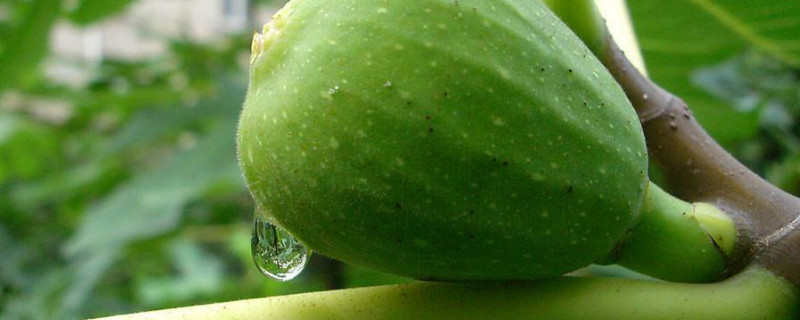 盆栽无花果的养殖方法和注意事项 盆栽无花果的养殖方法和注意事项常春藤可以插