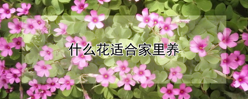 什么花适合家里养（什么花适合家里养风水好）