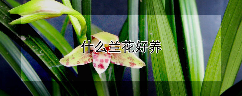 什么兰花好养 什么兰花好养花又香四季开花